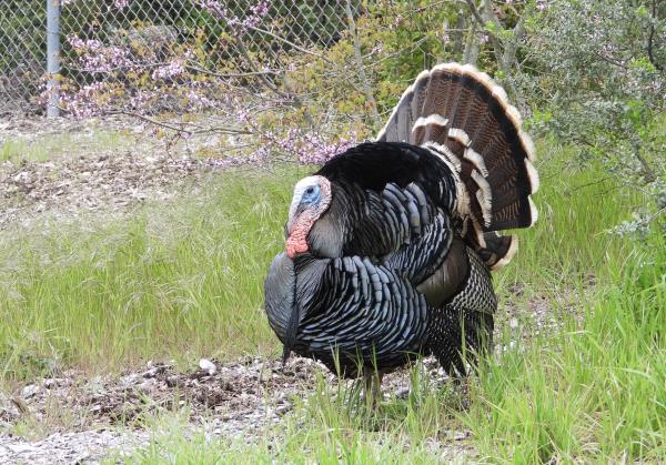 /Images/uploads/Sonoma County Regional Parks Foundation/springlake50/entries/28883thumb.jpg